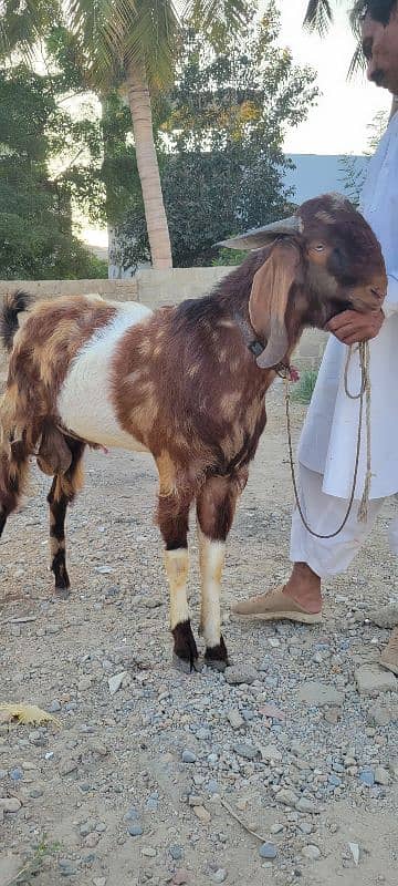 punjab andu bakra 1