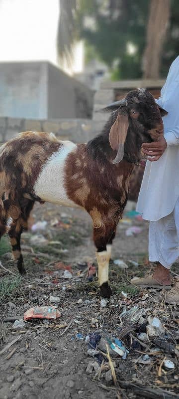 punjab andu bakra 2