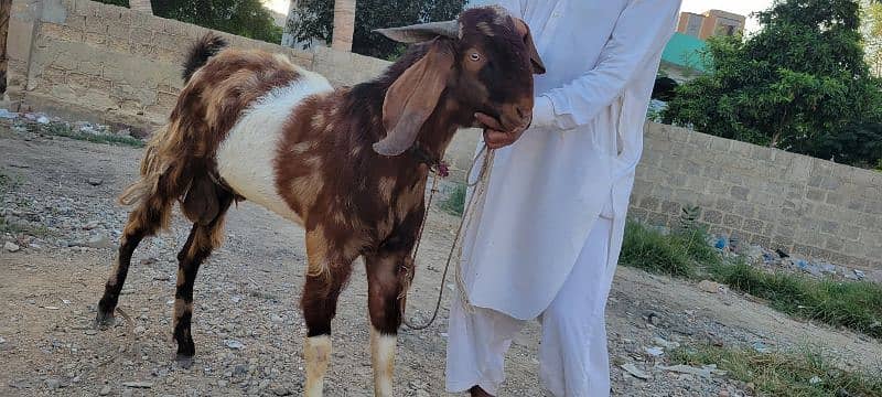 punjab andu bakra 3