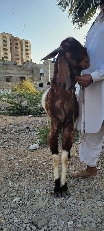 punjab andu bakra 4