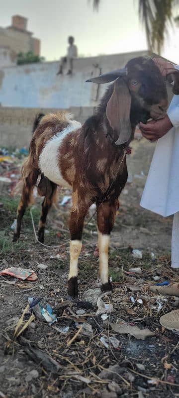 punjab andu bakra 6