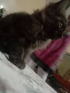 cat for sale in multan