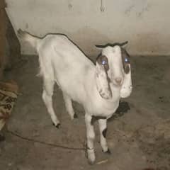 Bakra