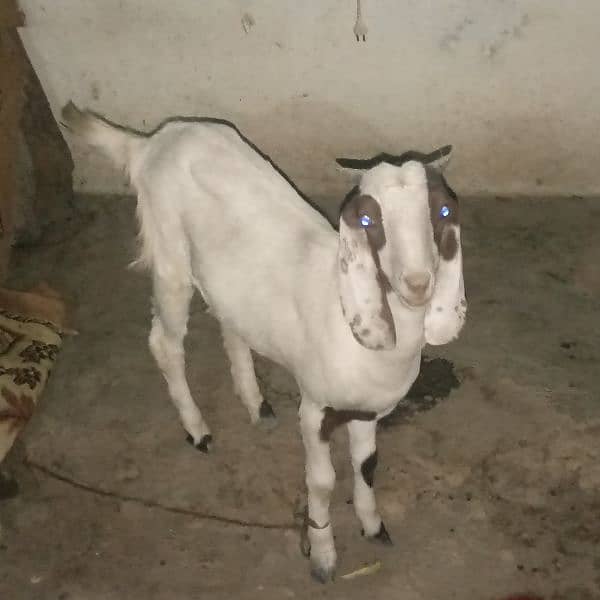 Bakra for sale months 25 hazar last 18 hazar 0