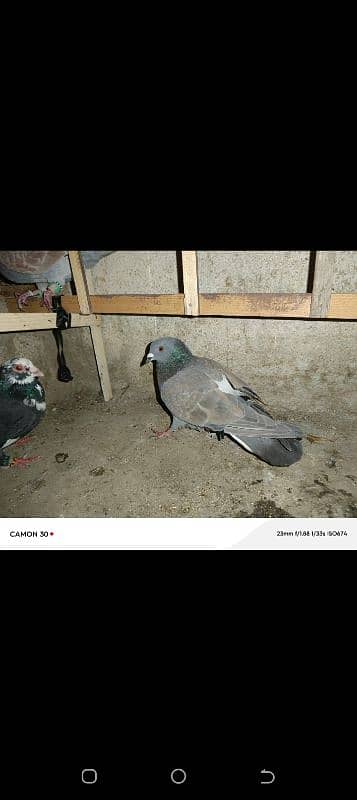 pigeon for sale 2