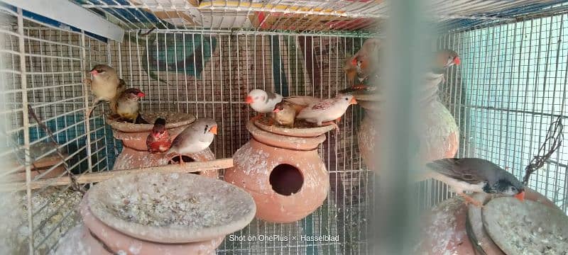 Finches and Love birds 5