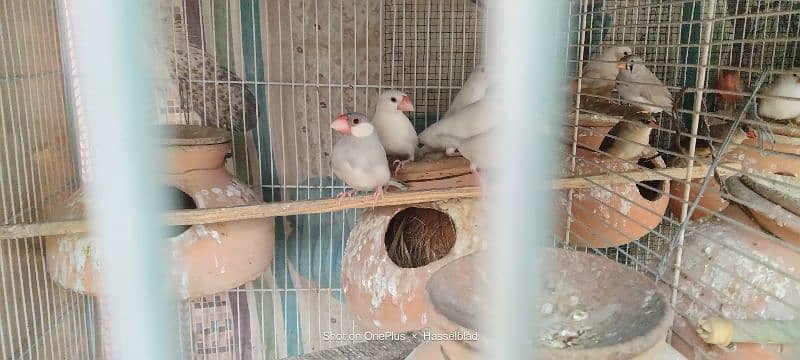 Finches and Love birds 9