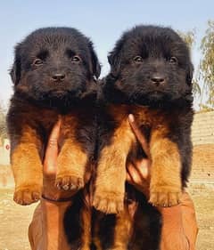 German Shepherd puppies for sale