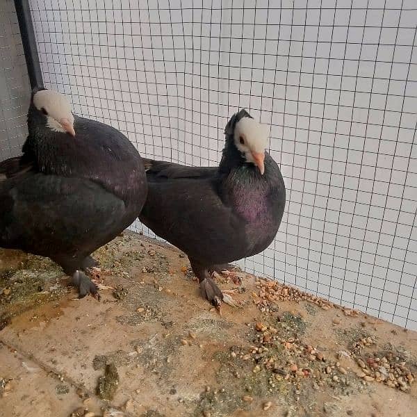 Fancy pigeon mukhi 2