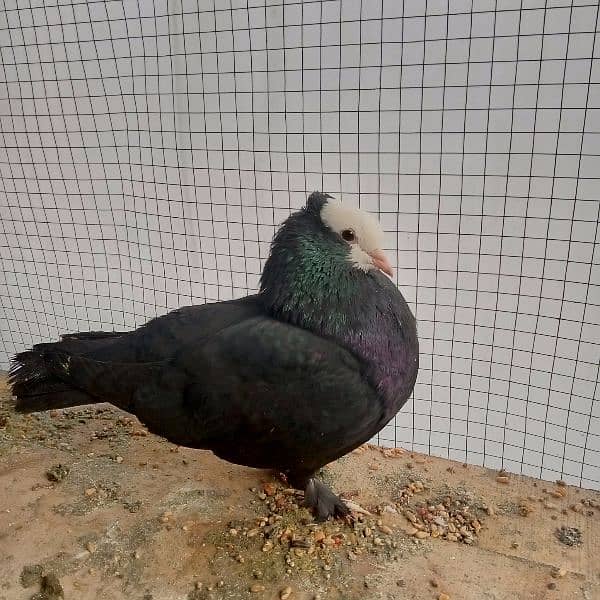 Fancy pigeon mukhi 5