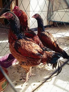 Desi Hens Set Of 3