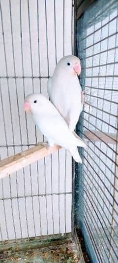 Albino black eyes/common lutino/fisher female/lovebirds