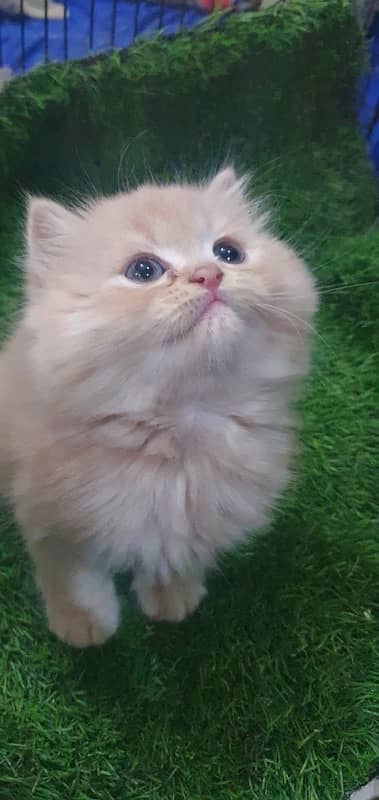 triple coat beautiful kitten’s for sale 0