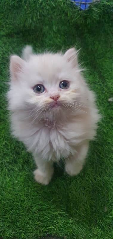 triple coat beautiful kitten’s for sale 1