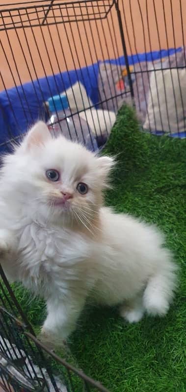 triple coat beautiful kitten’s for sale 2