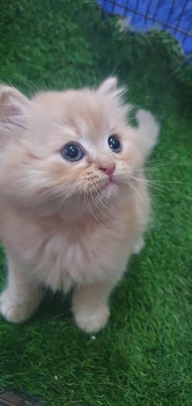 triple coat beautiful kitten’s for sale 5