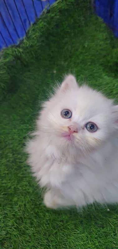 triple coat beautiful kitten’s for sale 7