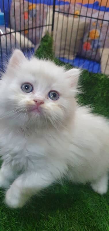 triple coat beautiful kitten’s for sale 8