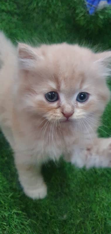 triple coat beautiful kitten’s for sale 9