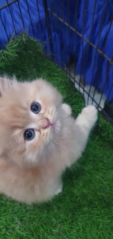 triple coat beautiful kitten’s for sale 10