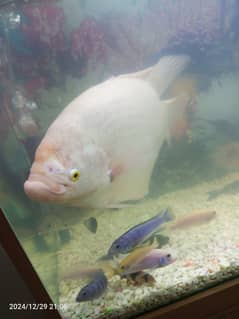 Gourami silver shark blue line shark sweeper fish