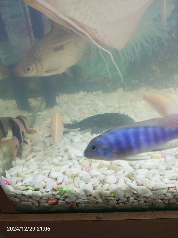 Gourami silver shark blue line shark sweeper fish 1