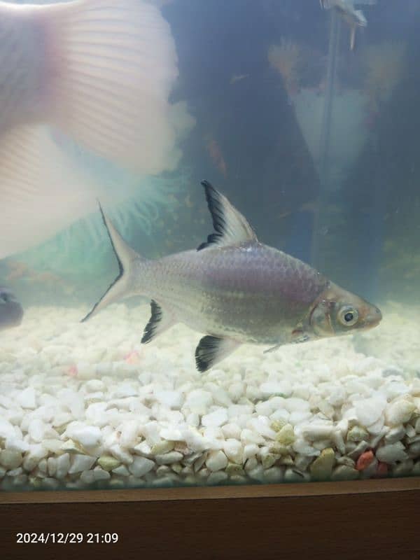 Gourami silver shark blue line shark sweeper fish 2