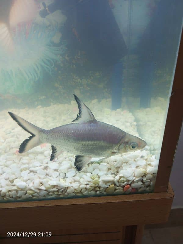 Gourami silver shark blue line shark sweeper fish 3