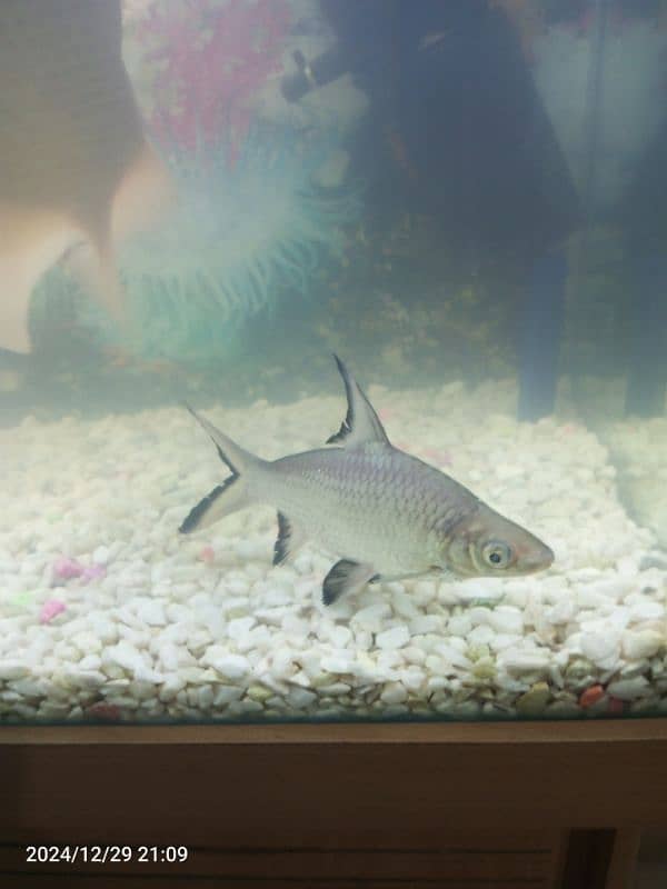 Gourami silver shark blue line shark sweeper fish 4