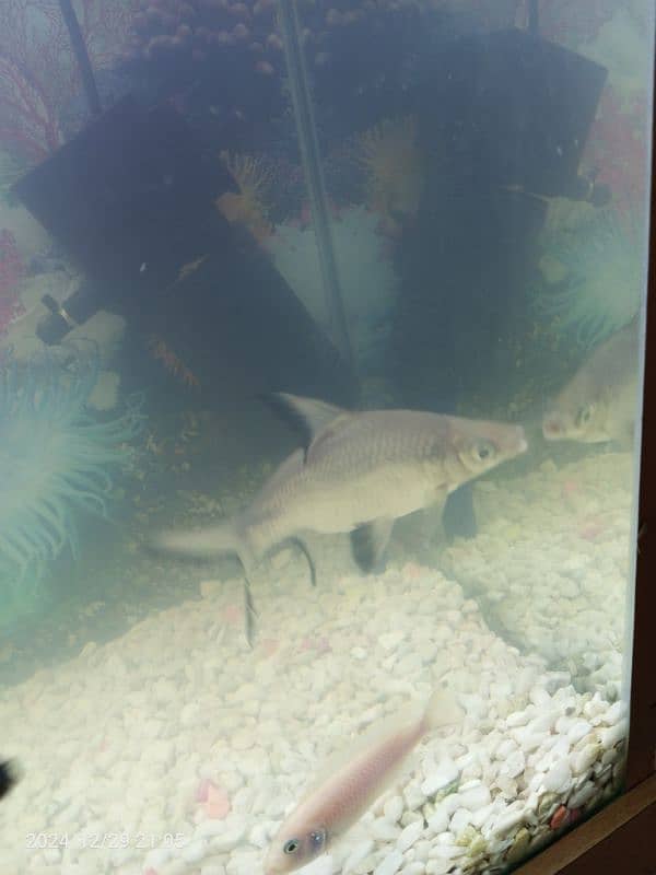 Gourami silver shark blue line shark sweeper fish 6