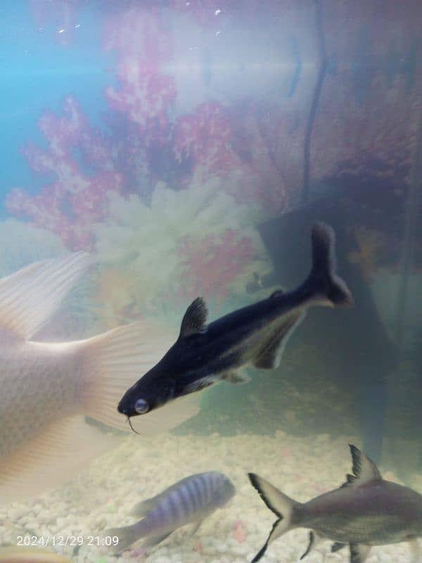 Gourami silver shark blue line shark sweeper fish 11