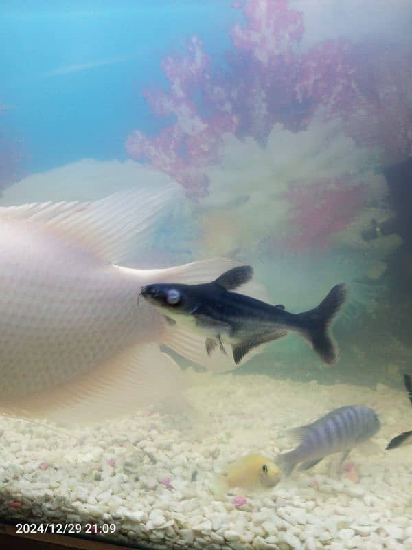 Gourami silver shark blue line shark sweeper fish 12