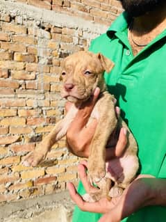 Pitbull puppies