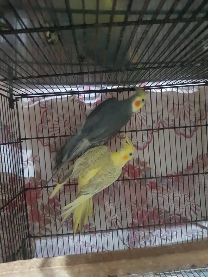 Cocktail breeder pair 3