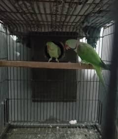 Breeder pair with cage and box