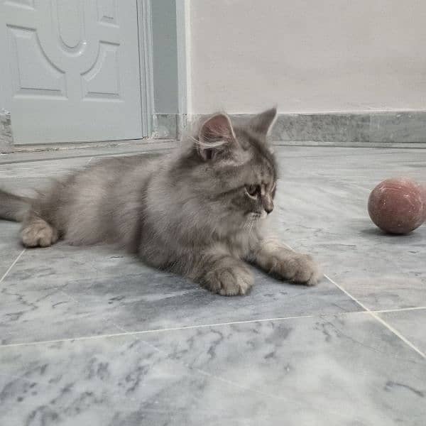 Persian Cat 1