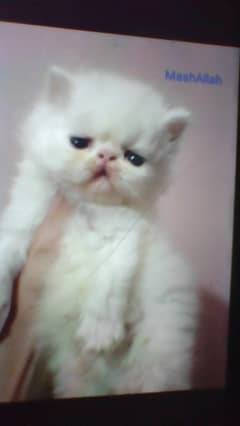 Peki face kitten for sale