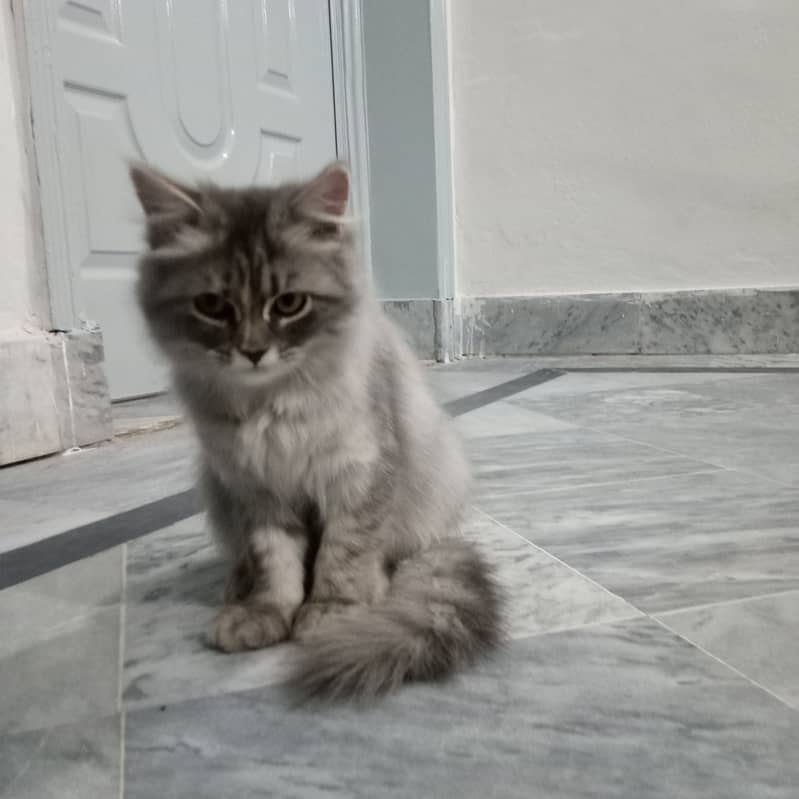 Persian Cat 2