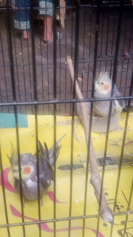 beautifull perrot with cage  6 month 0