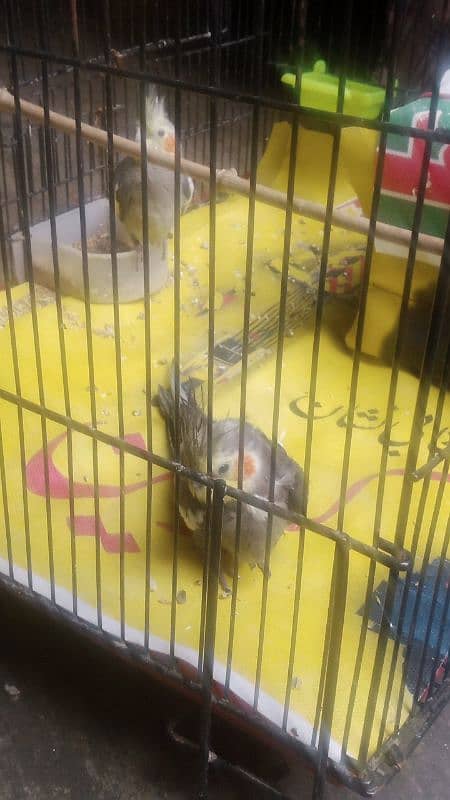 beautifull perrot with cage  6 month 2