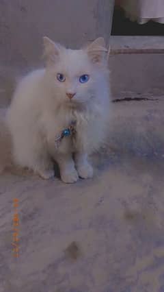 Persian cat for sale white colour blue eyes