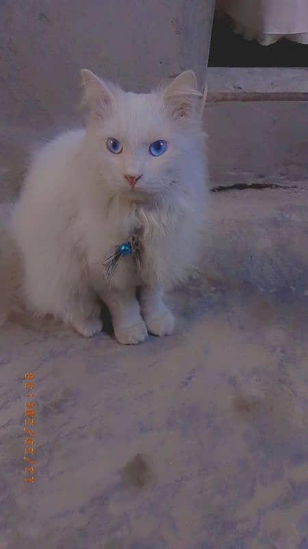 Persian cat for sale white colour blue eyes 0