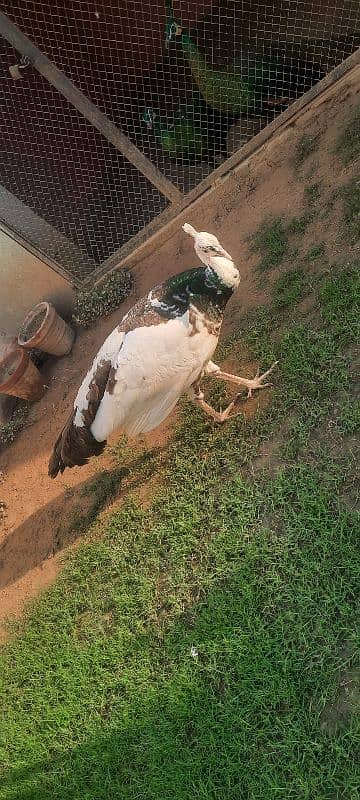 white breadr male + pied female 7