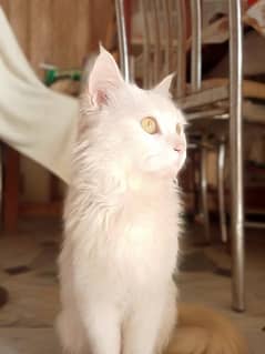 Male White Cat Yellow Eyes