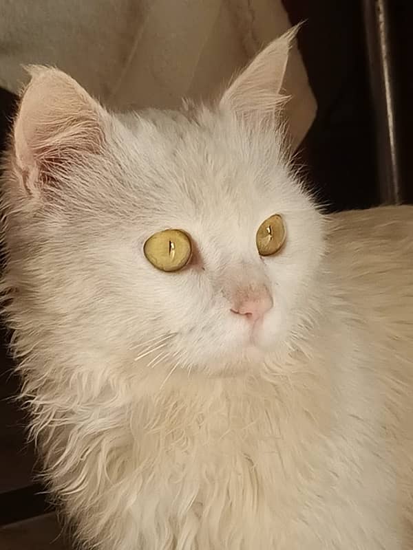 Male White Cat Yellow Eyes 2