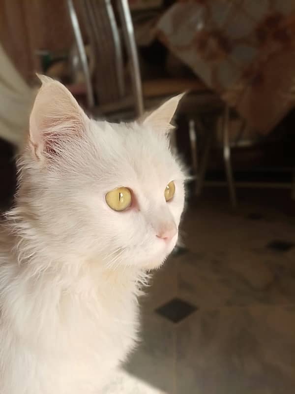 Male White Cat Yellow Eyes 3