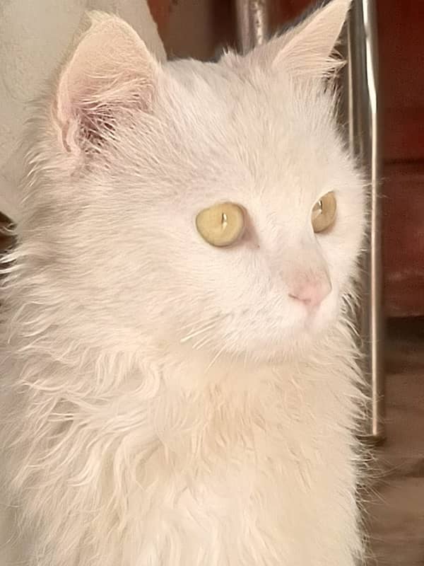 Male White Cat Yellow Eyes 4