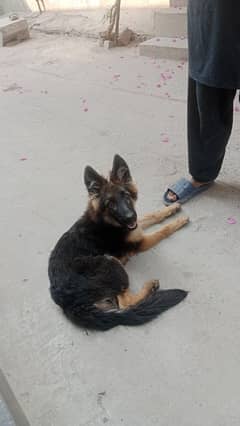 shepherd female Double coat 4 month age