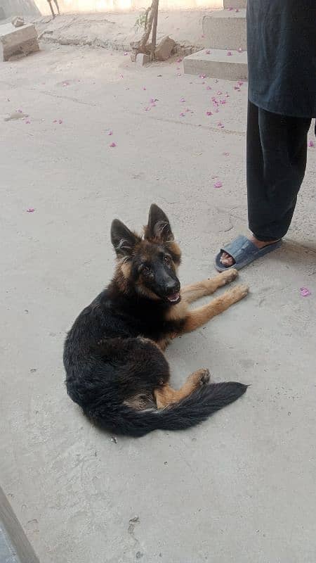 shepherd female Double coat 4 month age 0