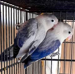 Voilet Euwing Opaline Pair For Sale